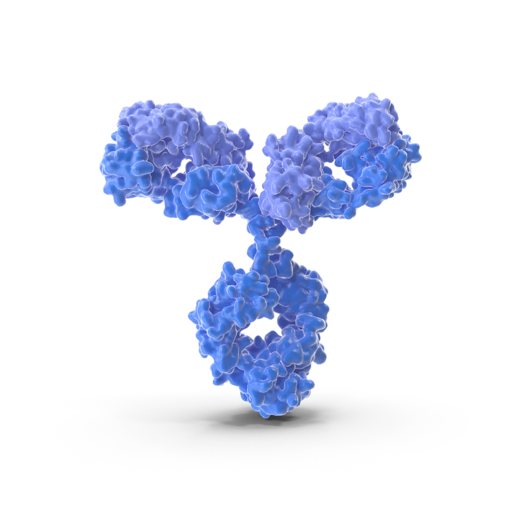 ACLY antibody - 100µg