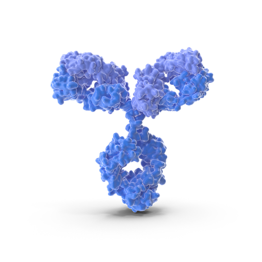 [BF0008] ACLY antibody - 100µg