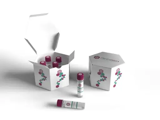 [ABD6025] CHOP  Antibody - 100µg